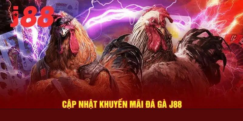 Siêu khuyến mãi khi theo dõi và đặt cược đá gà C1 tại J88