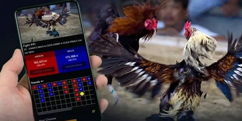 Trang J88 xây kèo đá gà C1 liên tục cho khách hàng đặt cược