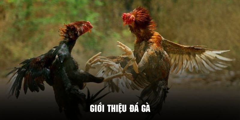 Giới thiệu sảnh đá gà uy tín của nền tảng J88