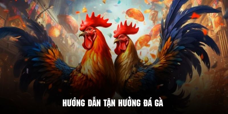 Quy trình tham gia xem đá gà j88 và cá cược dễ dàng