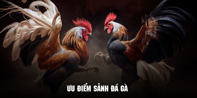 Ưu điểm đá gà j88 tạo nên sự cuốn hút và giữ chân khách hàng