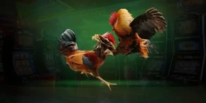 Mánh Khóe Đá Gà Mạng – Vũ Khí Bí Mật Dễ Dàng Thắng Lớn