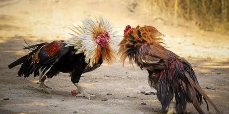 Lý do vì sao lại có mánh khóe đá gà mạng MB66